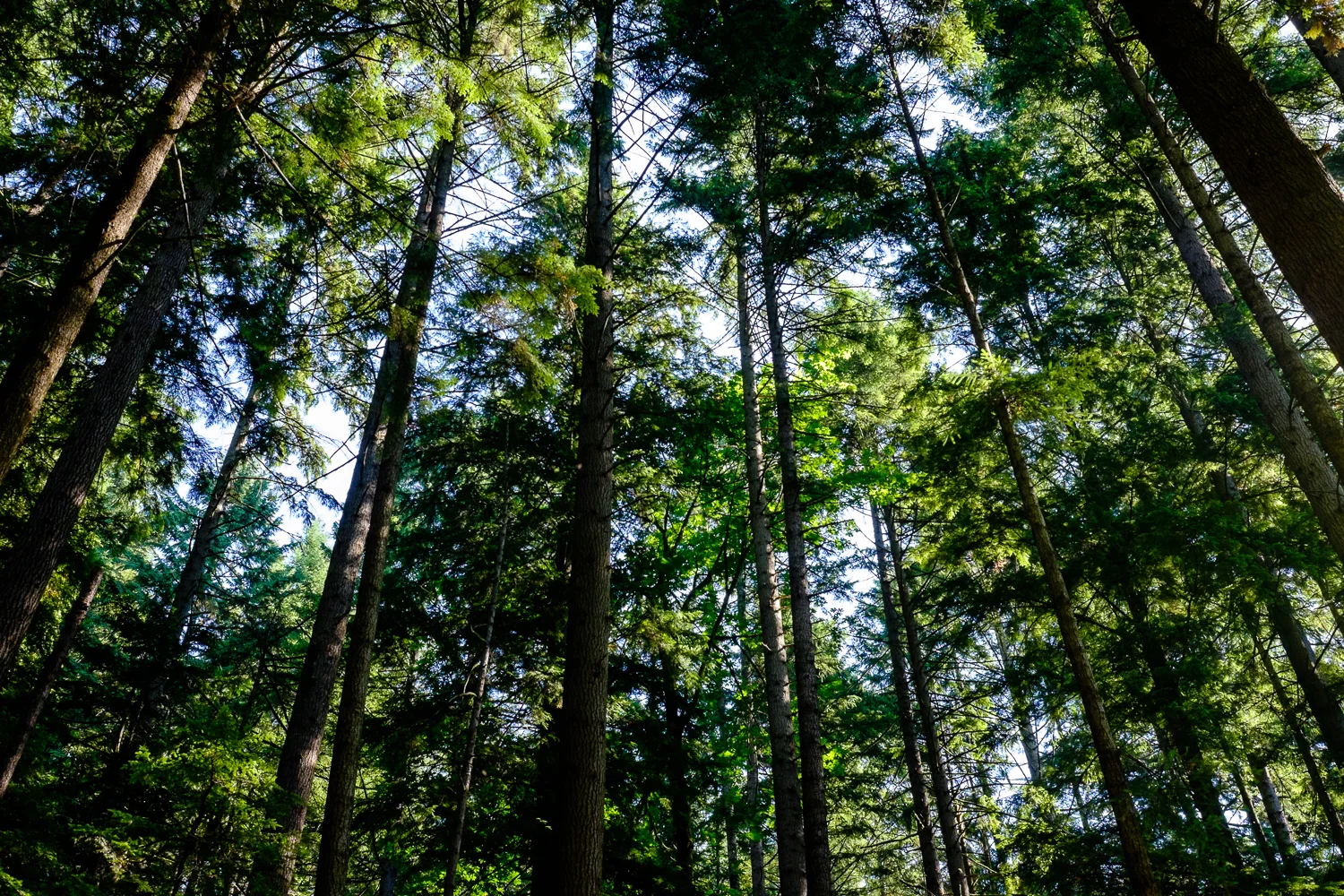 Lynn Canyon Park